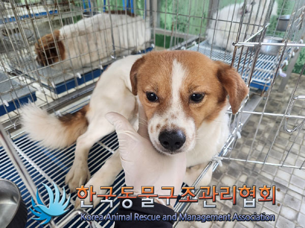한국동물구조관리협회_441559202300189
