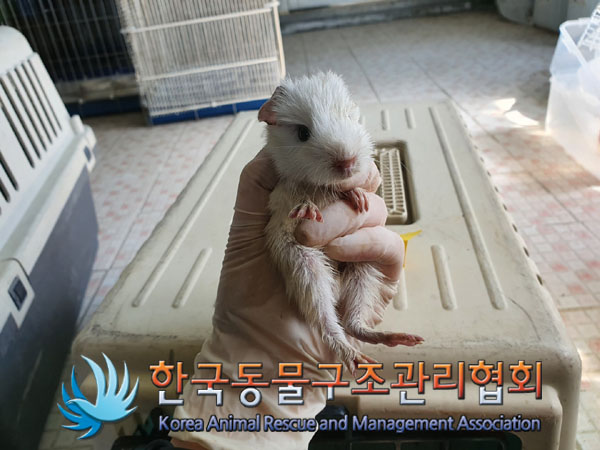 한국동물구조관리협회_411323202300186