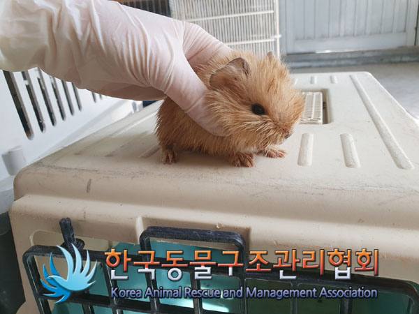 한국동물구조관리협회_411323202300182