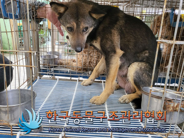 종료(안락사) 믹스…