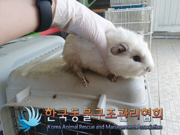 한국동물구조관리협회_411323202300198