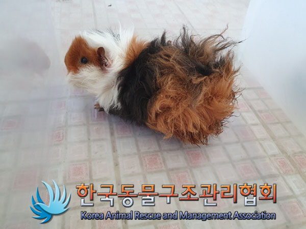 한국동물구조관리협회_411323202300201