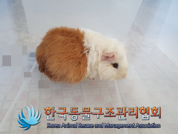 한국동물구조관리협회_411323202300187
