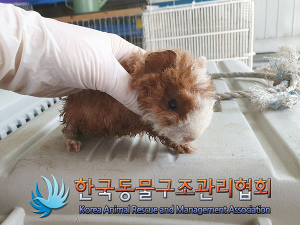 한국동물구조관리협회_411323202300193