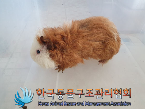 한국동물구조관리협회_411323202300199