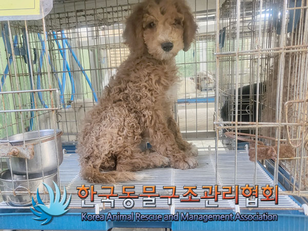 한국동물구조관리협회_441559202300180