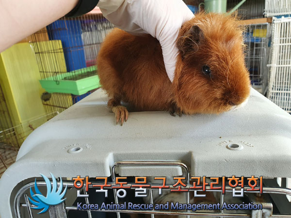 한국동물구조관리협회_411323202300202