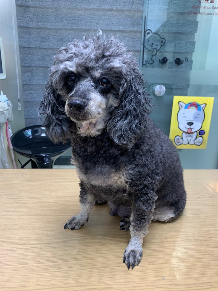 cj동물병원_441386202300240