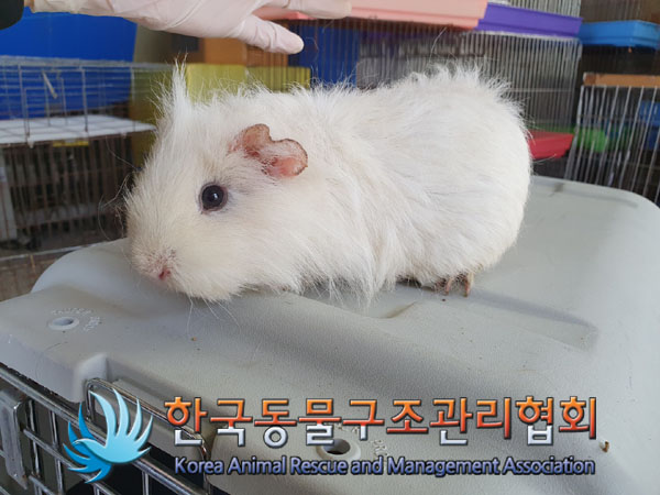 한국동물구조관리협회_411323202300204