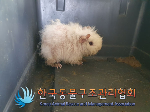 한국동물구조관리협회_411323202300213
