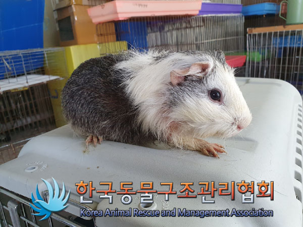 한국동물구조관리협회_411323202300205