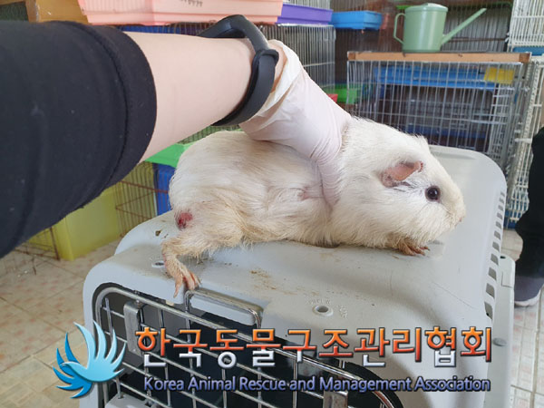 한국동물구조관리협회_411323202300212