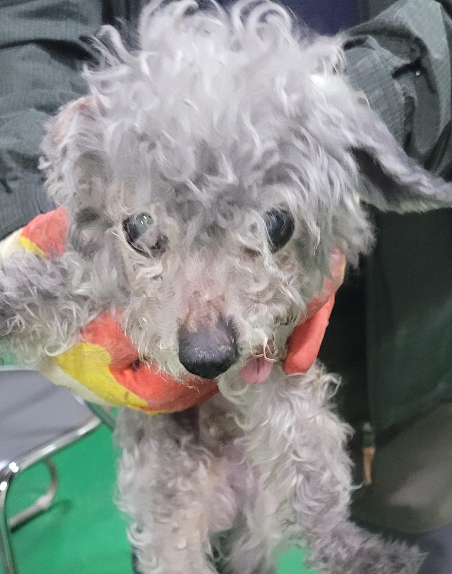 대구유기동물보호협회_427347202300208