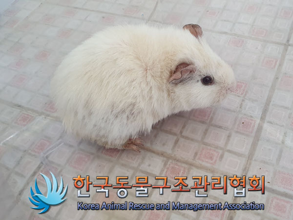 한국동물구조관리협회_411323202300208