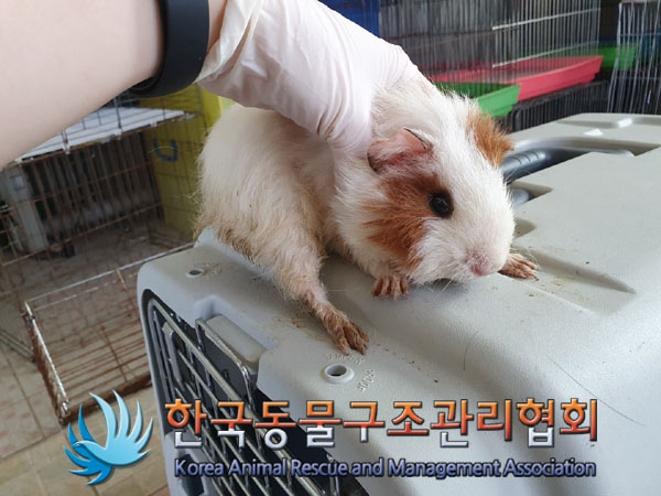 한국동물구조관리협회_411323202300211