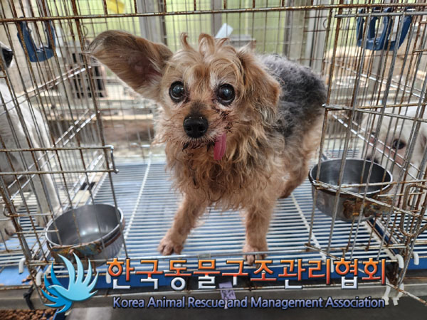 한국동물구조관리협회_441559202300194