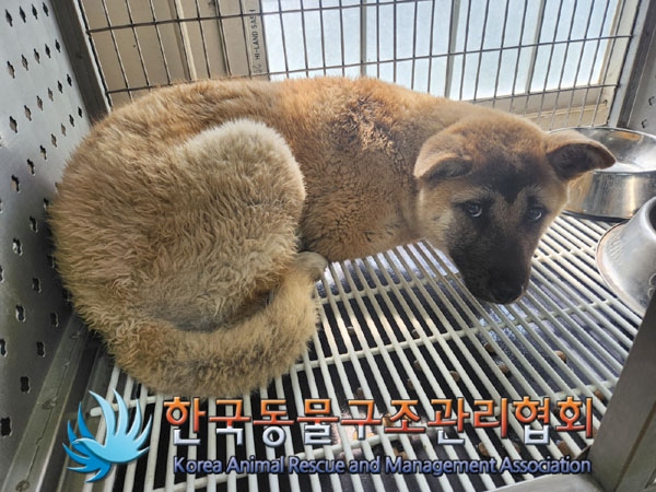 한국동물구조관리협회_411300202300105