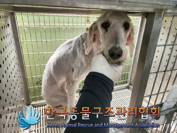 한국동물구조관리협회_441559202300198