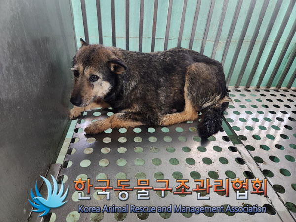 한국동물구조관리협회_441559202300199