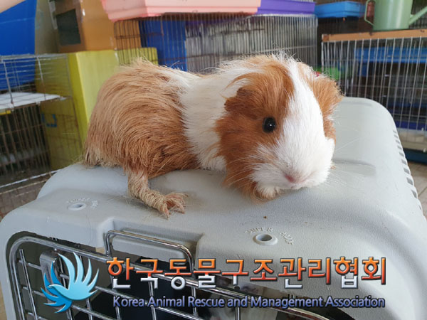 한국동물구조관리협회_411323202300203