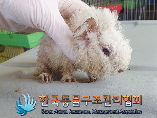 한국동물구조관리협회_411323202300206