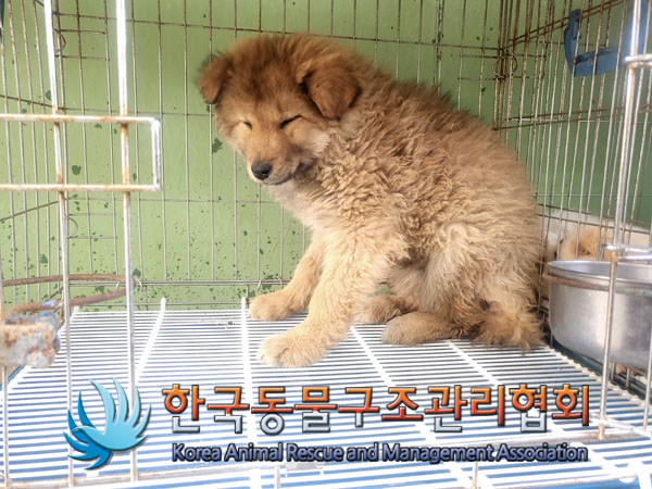 한국동물구조관리협회_411300202300103