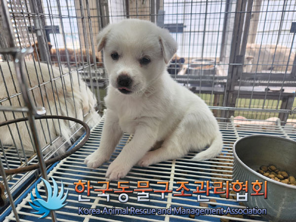 한국동물구조관리협회_441559202300193