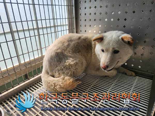 한국동물구조관리협회_411300202300104
