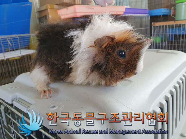한국동물구조관리협회_411323202300209