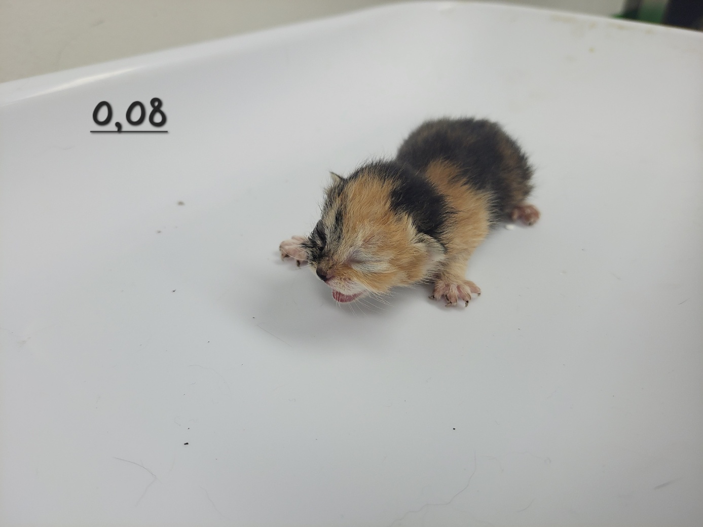 고양시동물보호센터_441394202300626