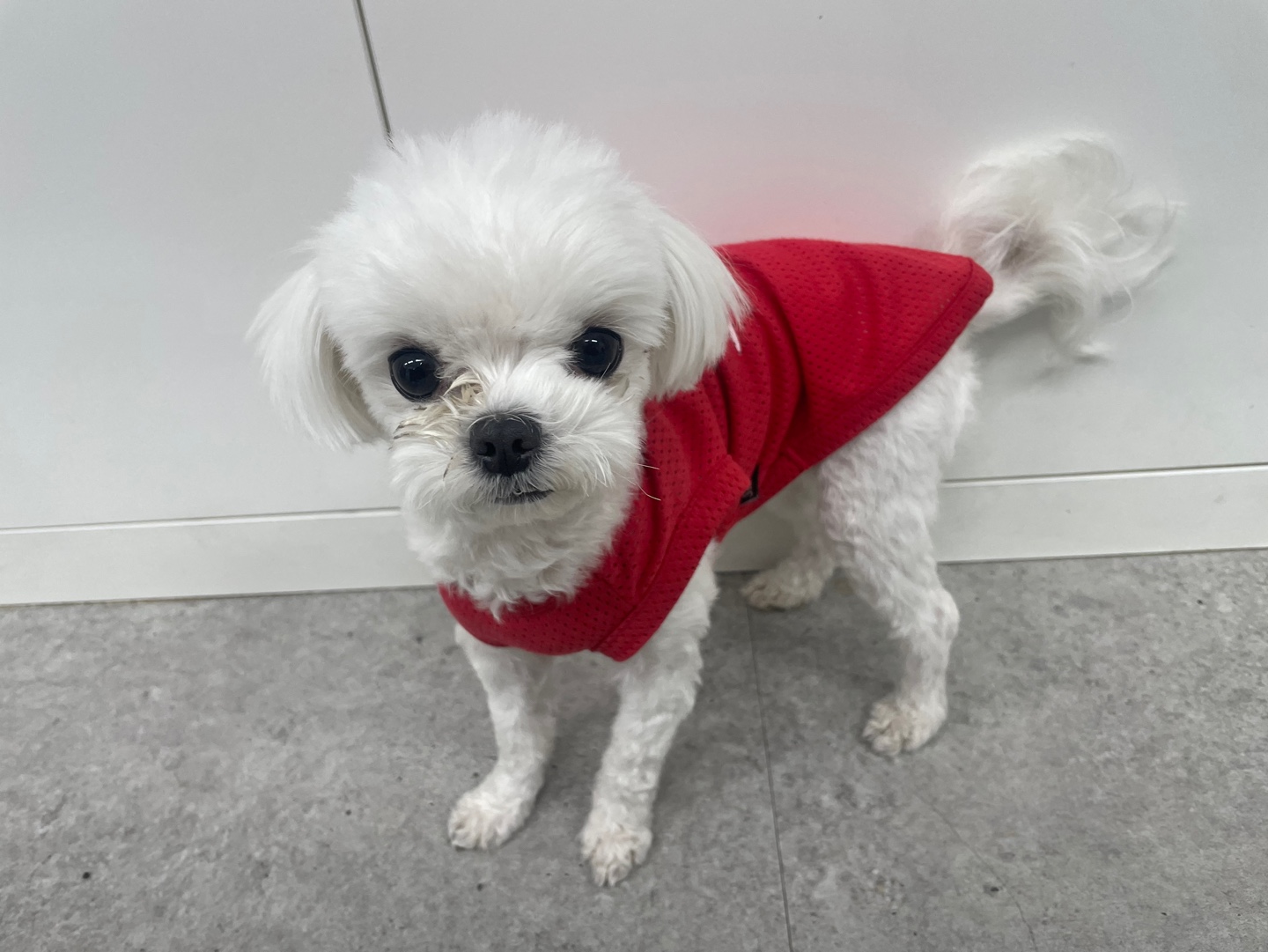 경주동물사랑보호센터_447505202300323