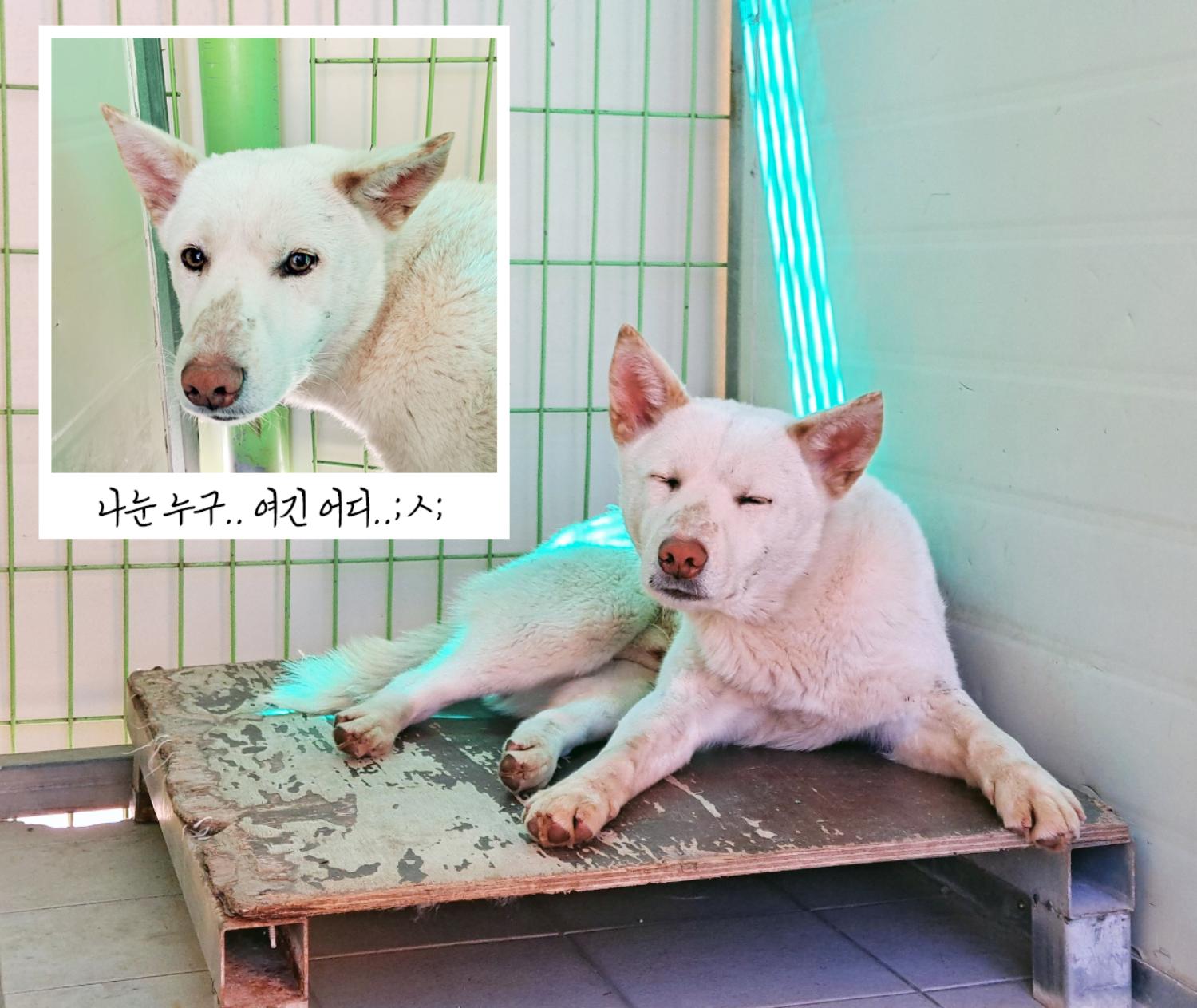 (사)영일동물플러스_447502202300258