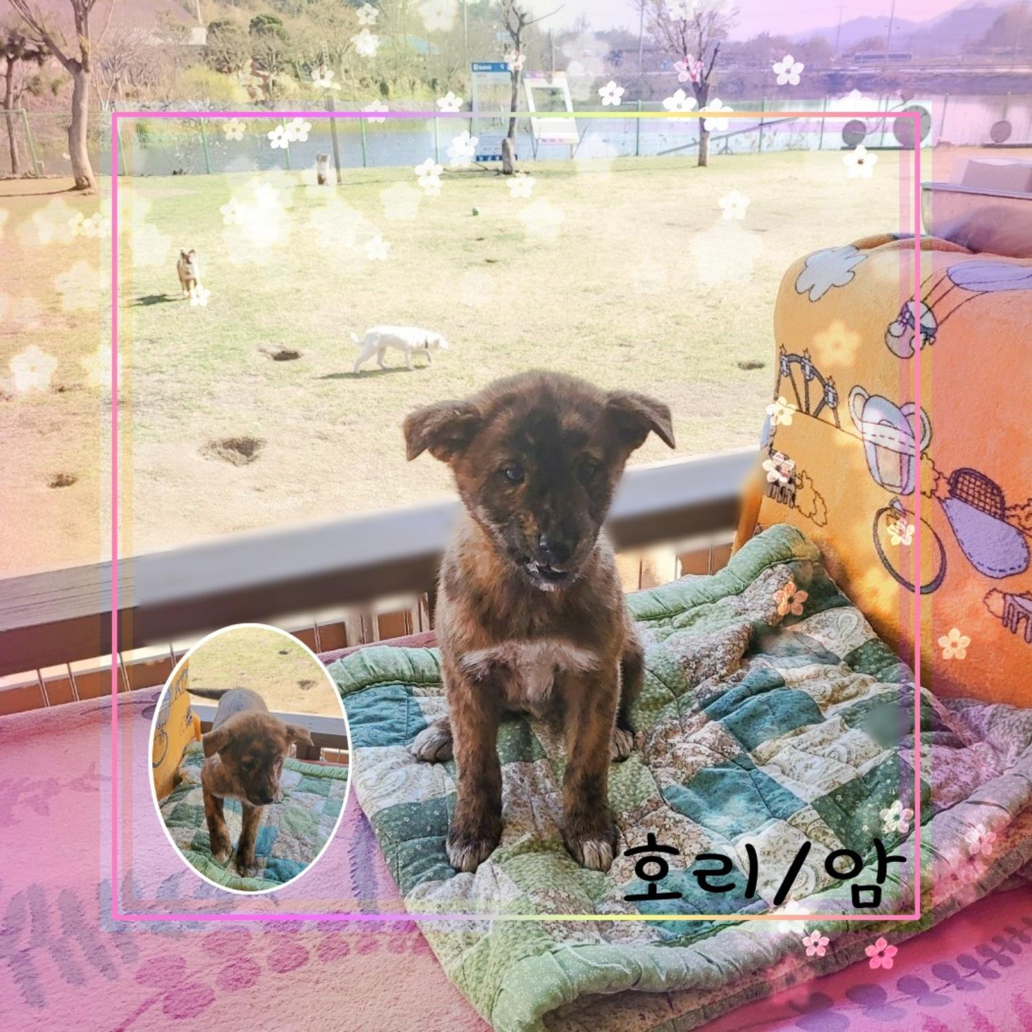 군산유기동물보호센터_445467202300534