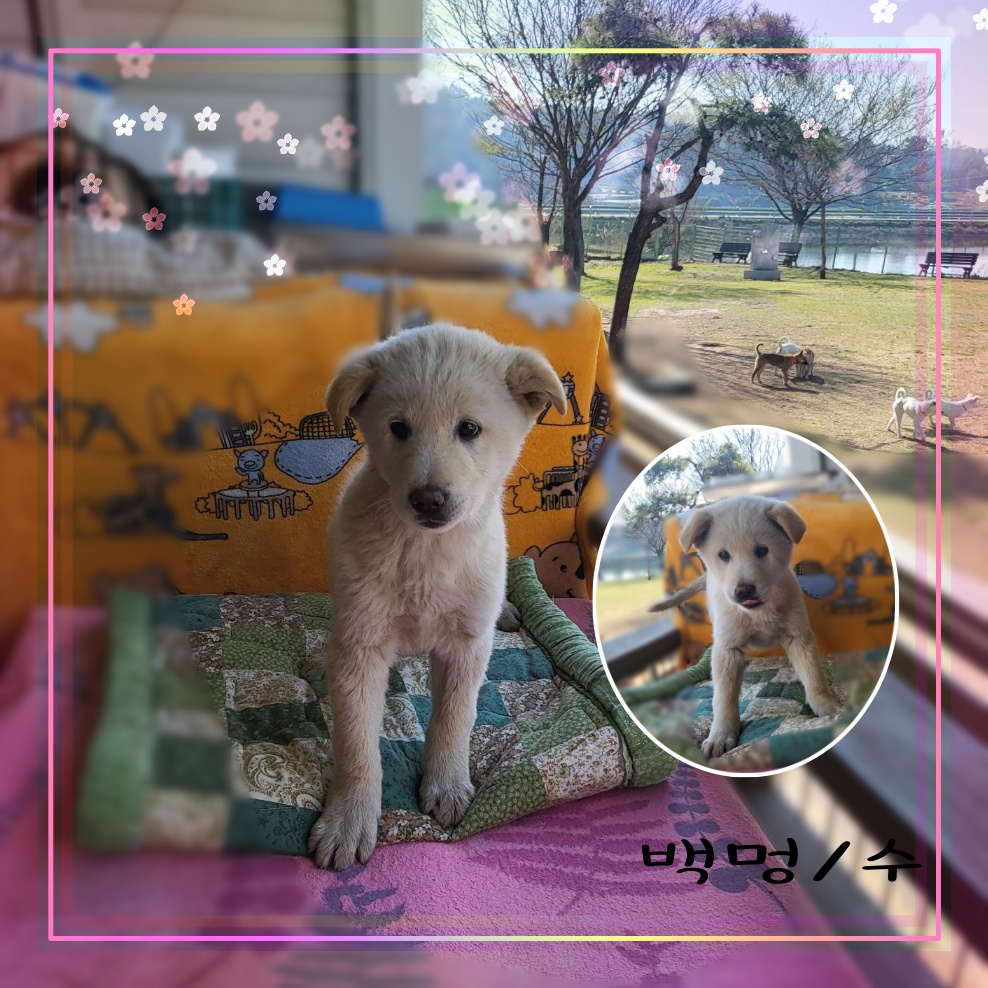 군산유기동물보호센터_445467202300535