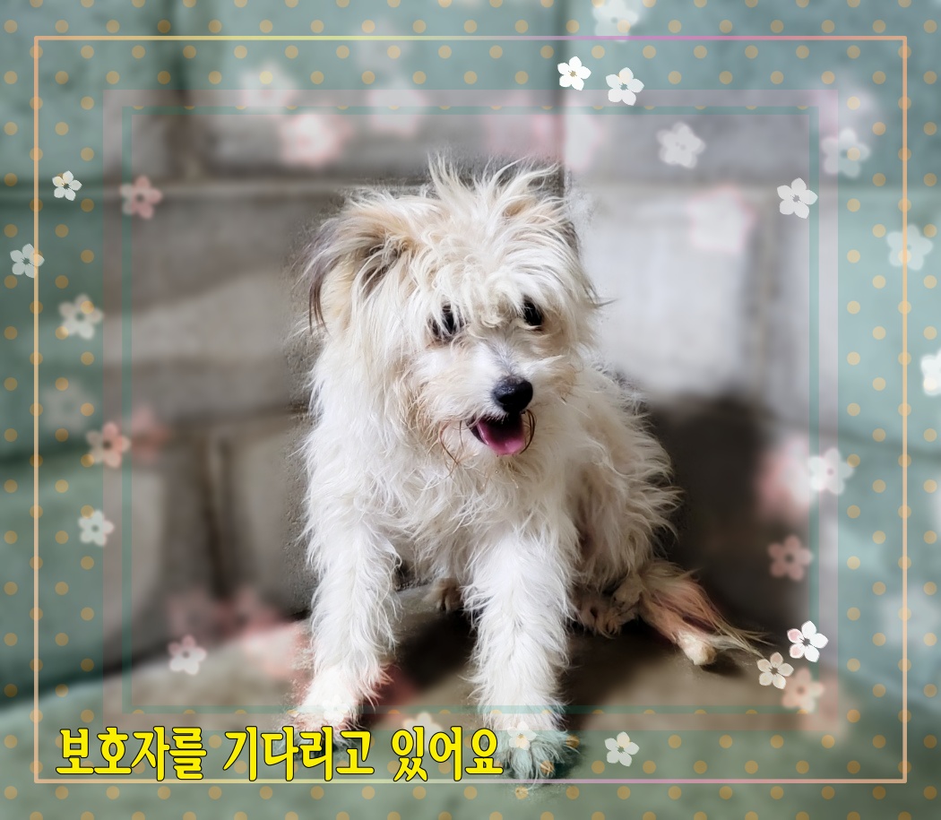 군산유기동물보호센터_445467202300536