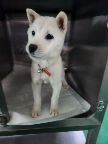 충주시동물보호센터_443439202300185