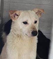 영천유기동물보호센터_447510202300048