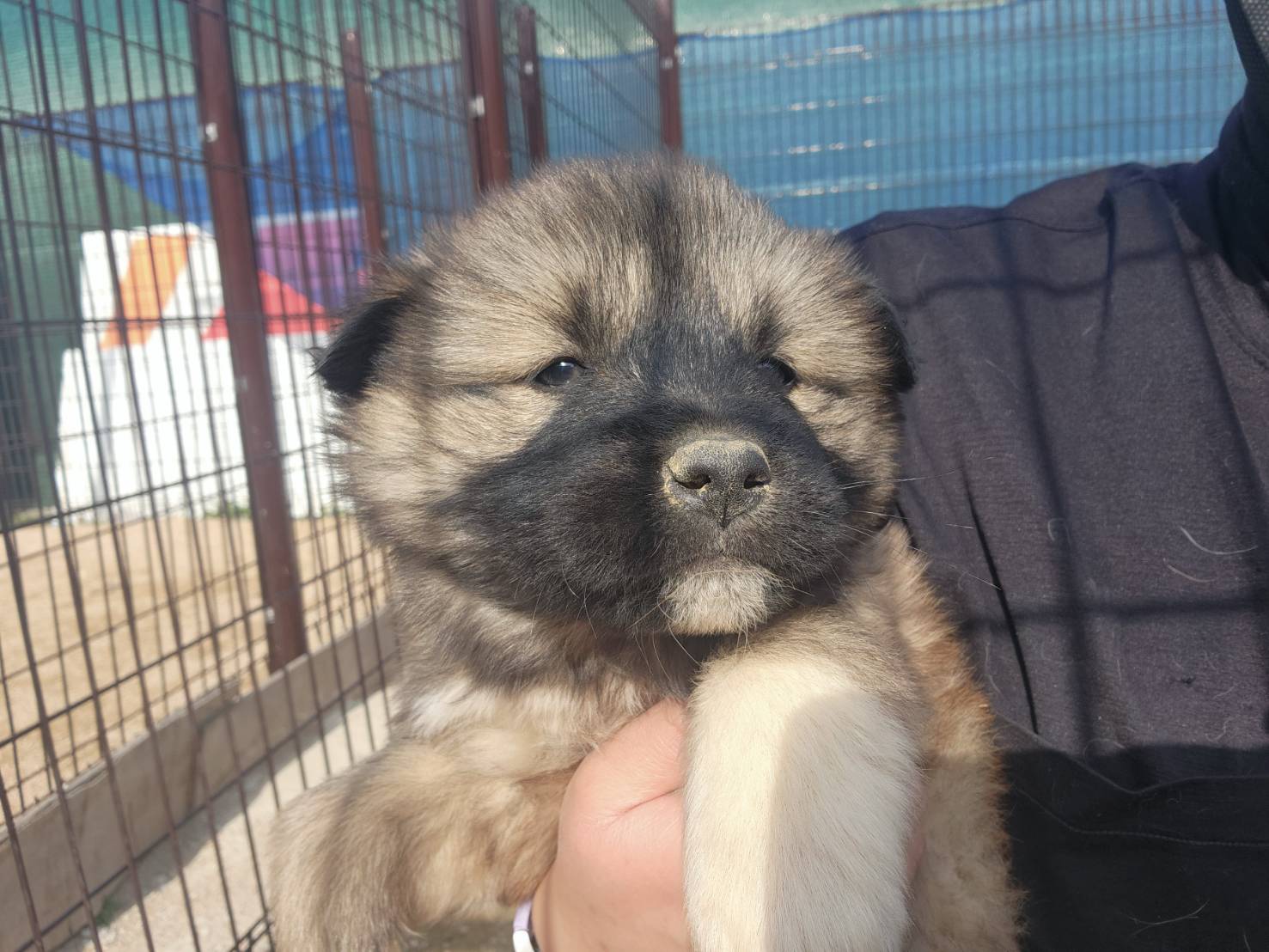 한국야생동물보호협회_441402202300163