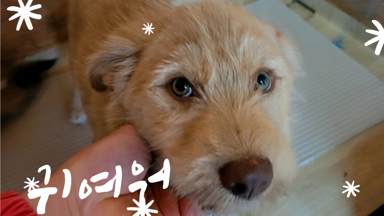 청도군동물보호소_447519202300111