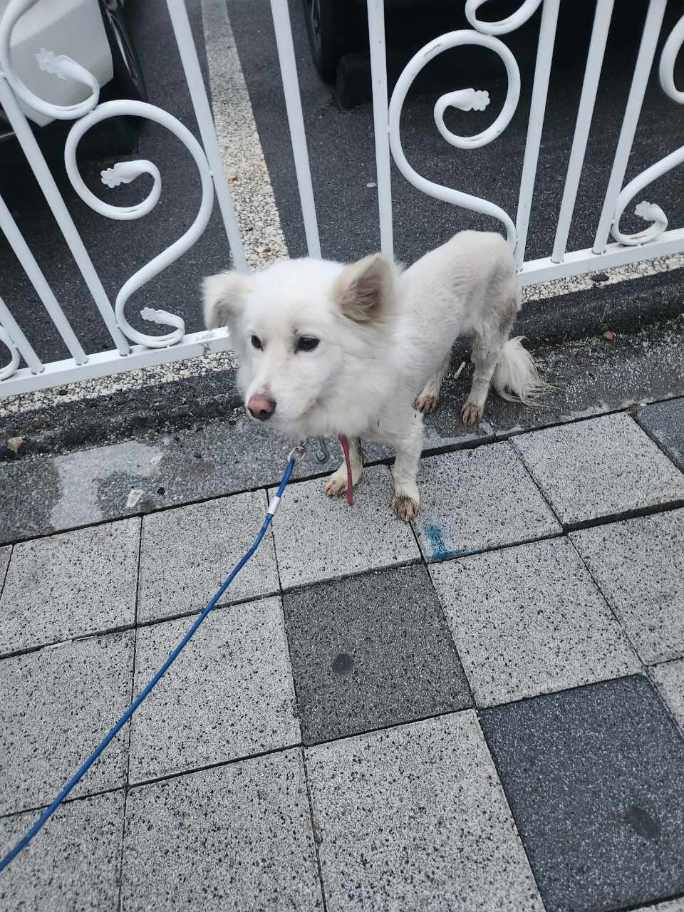더가까운동물병원_443442202300027
