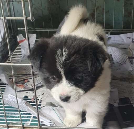 김천시 동물보호센터_447506202300093