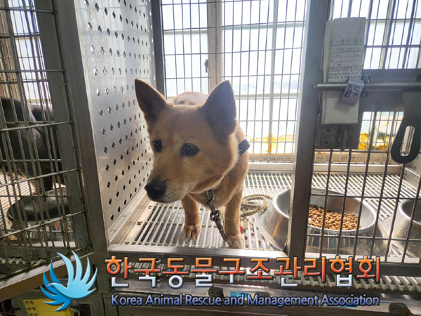 한국동물구조관리협회_441382202300218
