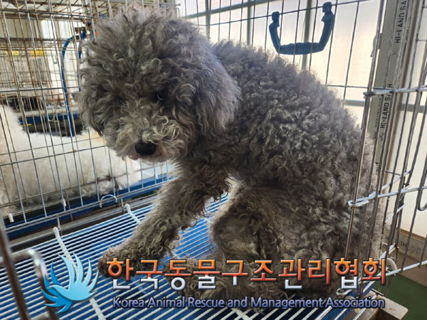한국동물구조관리협회_441382202300217