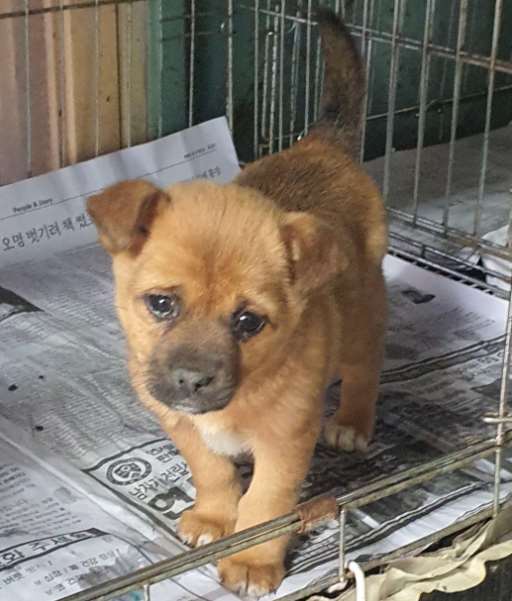 김천시 동물보호센터_447506202300091