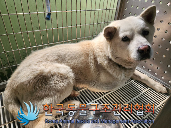 한국동물구조관리협회_441382202300220