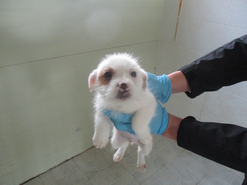 동해시유기동물보호소_442421202300056