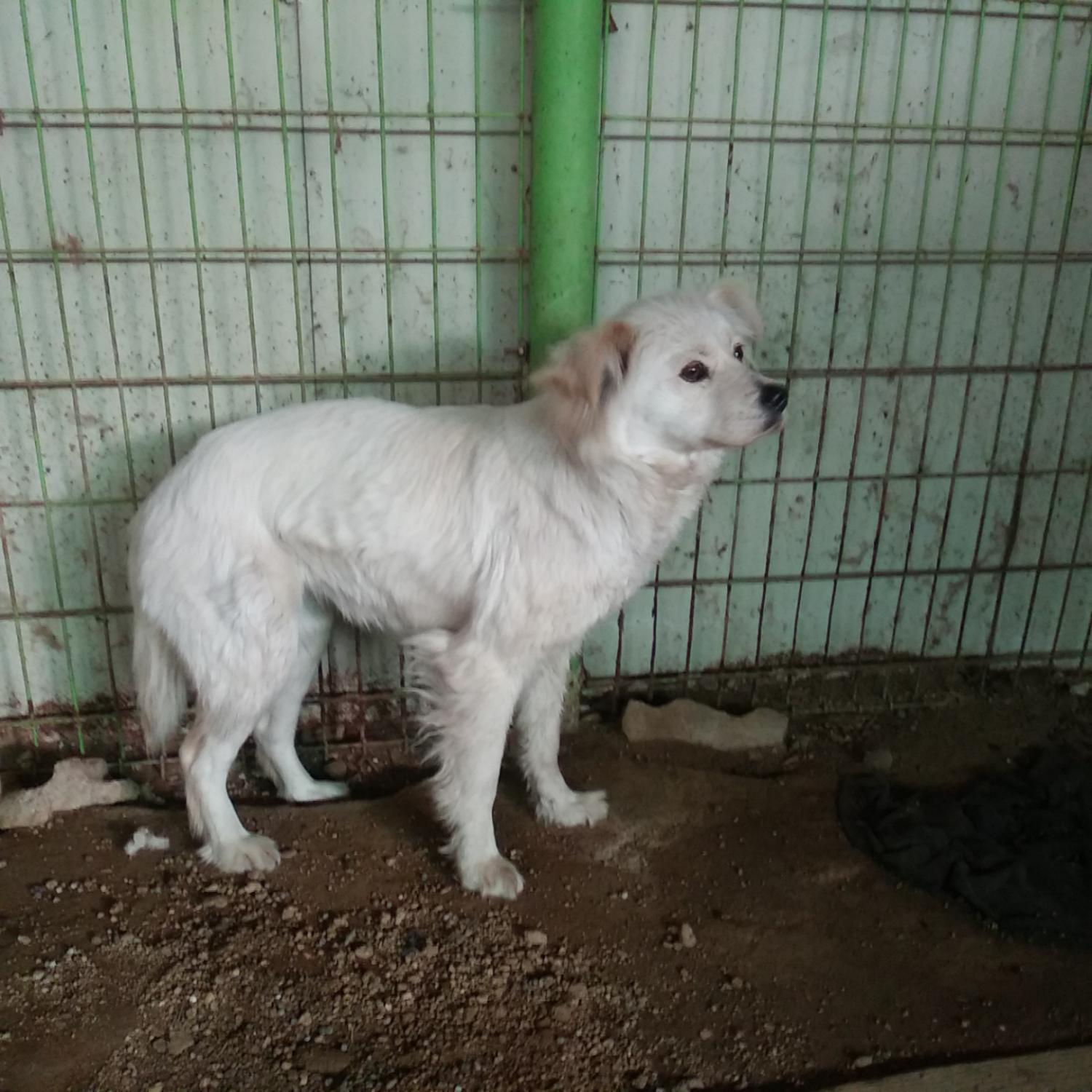 인천광역시수의사회_428351202300262