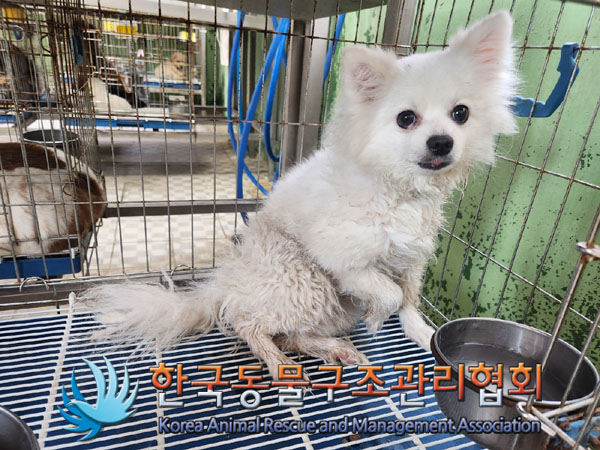 보호중 포메라니안의…