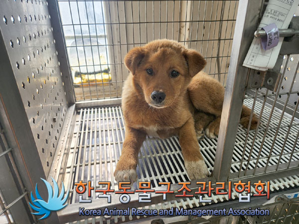 한국동물구조관리협회_441382202300219