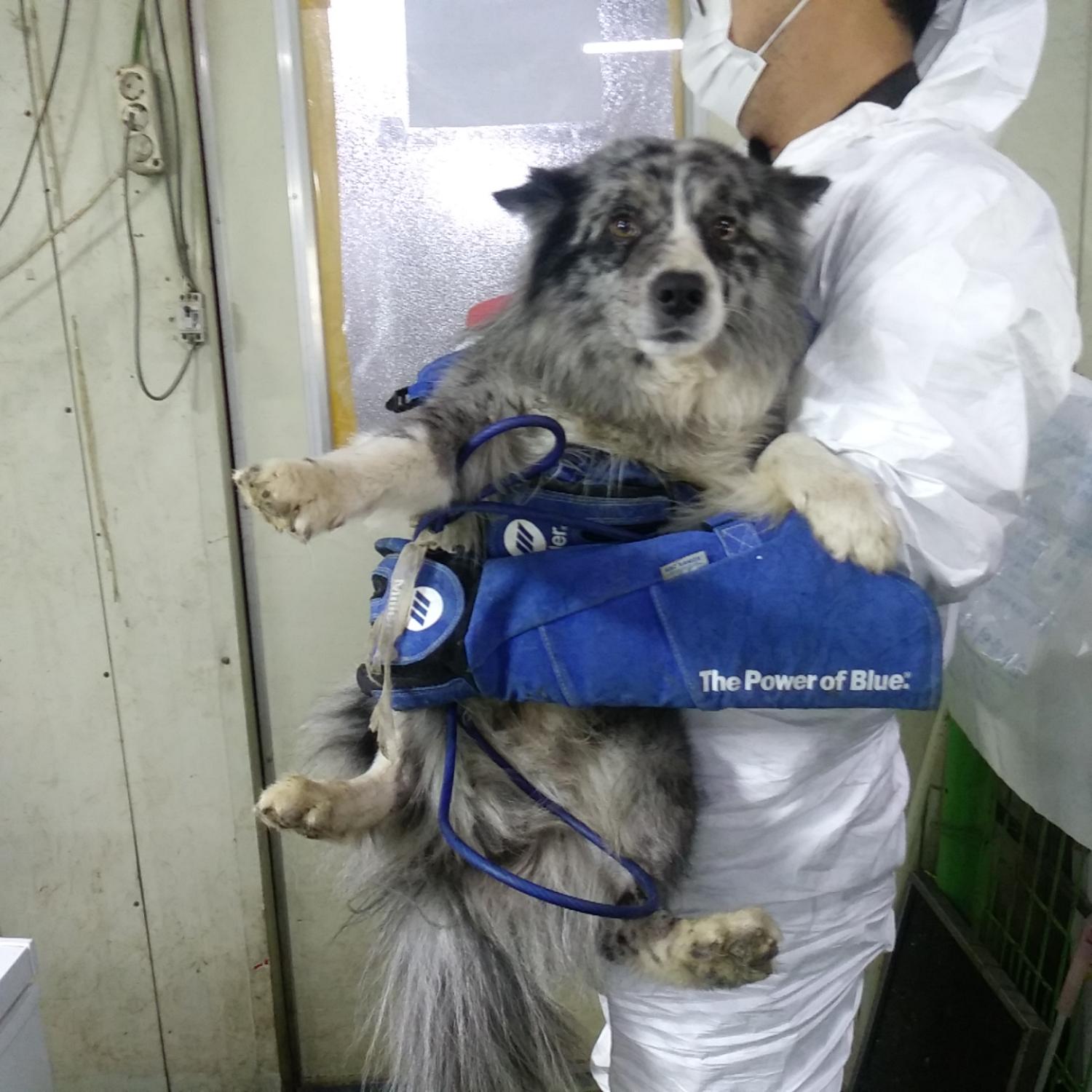 인천광역시수의사회_428351202300265
